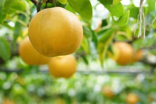 Hosui Asian Pear (Available September - October)